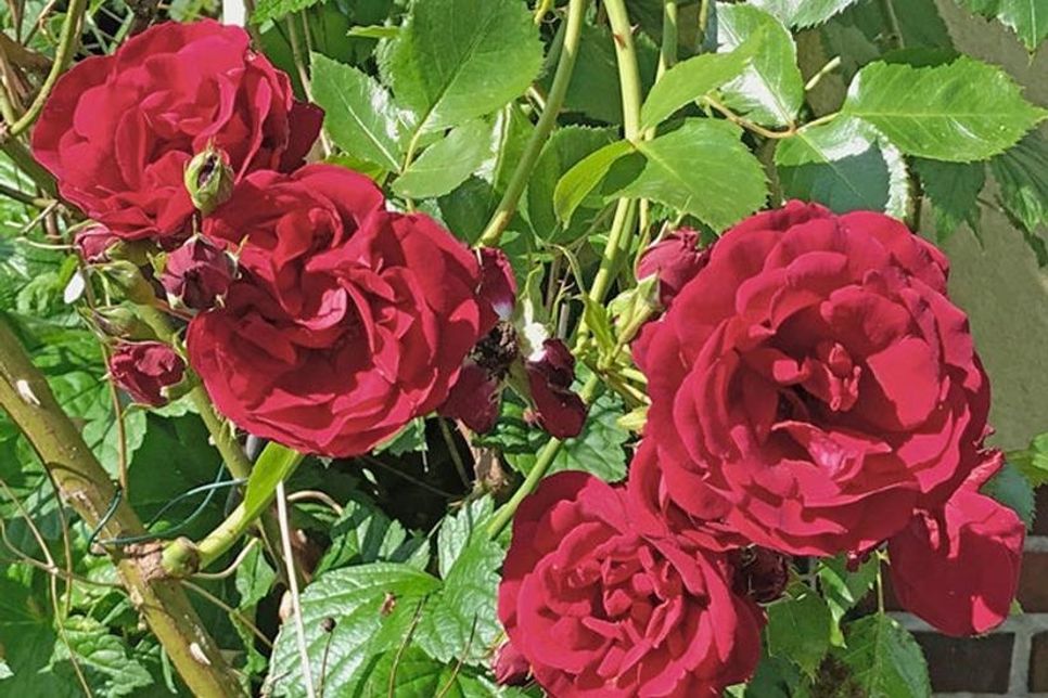 Die Rose steht für Eutin! Zukünftig soll die Stadt auch wieder als Rosenstadt zu erkennen sein.