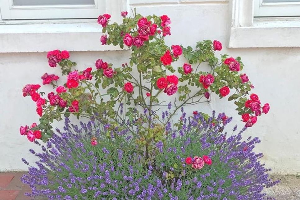 Ein schönes Beispiel: So hübsch präsentieren sich aktuell die Rosen-Beete in der Bahnhofstraße – und so sollen auch weitere Straßen im Altstadtkern zukünftig aussehen.