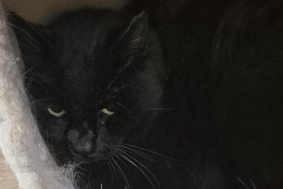 Obwohl noch nie in einem geschlossenen Raum, nahm Kater „Rübe“ die neue Situation souverän an. In seiner sicheren Höhle genießt er langes Kraulen und schnurrt wie ein Weltmeister. Doch Rübe möchte wieder raus.