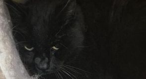 Obwohl noch nie in einem geschlossenen Raum, nahm Kater „Rübe“ die neue Situation souverän an. In seiner sicheren Höhle genießt er langes Kraulen und schnurrt wie ein Weltmeister. Doch Rübe möchte wieder raus.