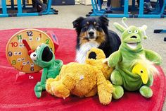 Kindern, LehrerInnen und sogar von Schulhund Fiete nahmen das Kätzchen begeistert auf.