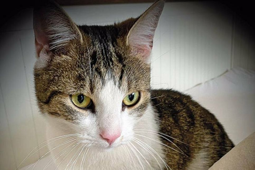 Es stellte sich heraus, dass das Kätzchen ein Kater ist und Diego heißt.