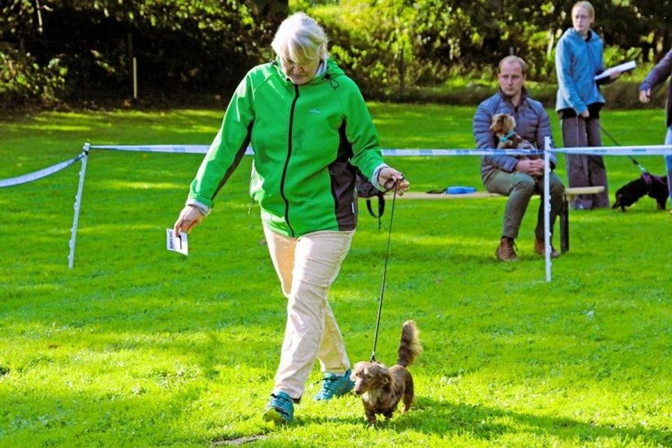 Nicht immer lassen sich Teckel so problemlos führen wie hier