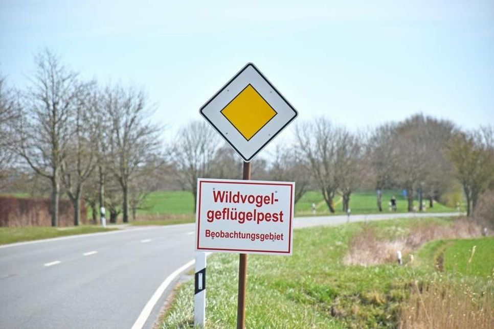 Die Geflügelpest ist zurück in der Region.