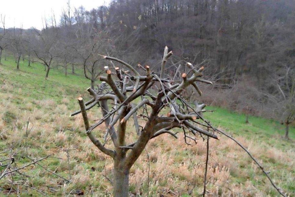 Beschädigter Obstbaum.