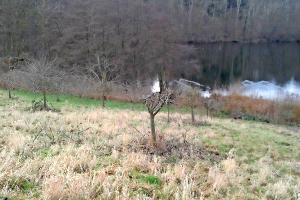 Streuobstwiese