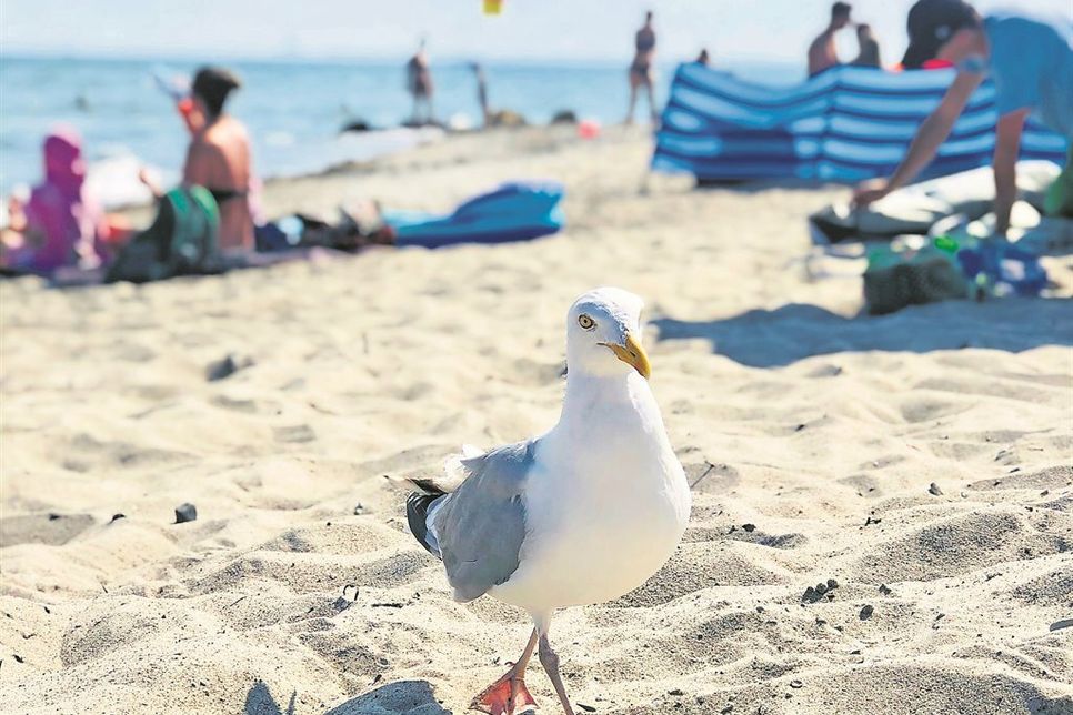 oder Familienstrand, für jeden Geschmack findet sich das richtige Plätzchen.