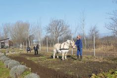 Pflügen mit Pony: Im Winter wurde das angemietete Gelände zwischen Land in Sicht und Klärwerk in eine Kulturfläche umgewandelt. Foto: hfr Land in Sicht