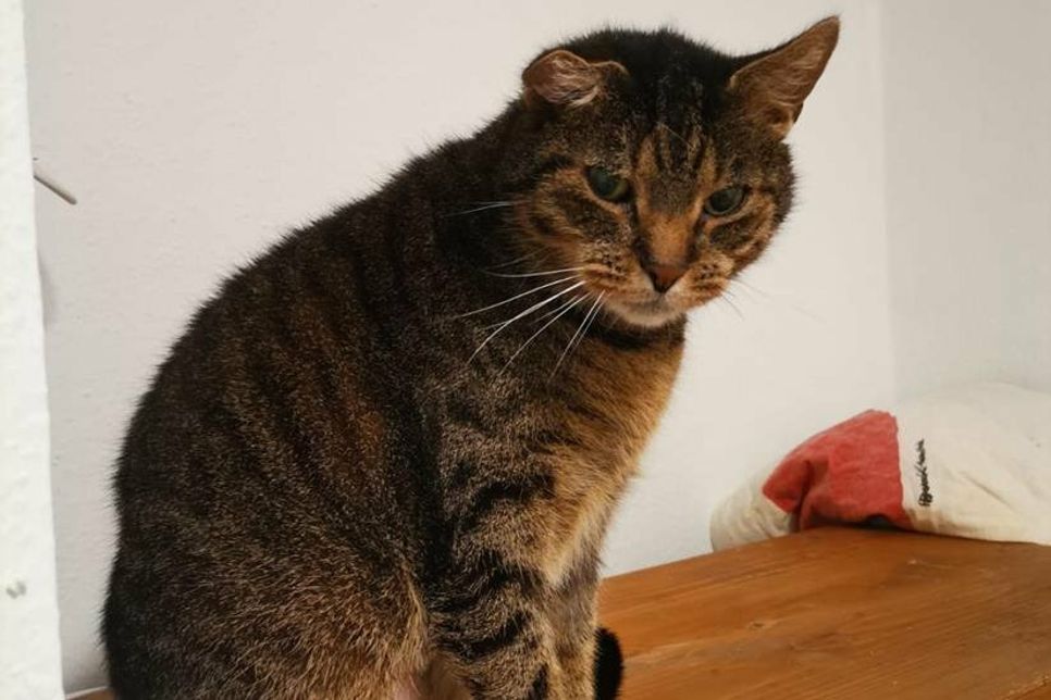 Kater Flöhchen ist sehr verschmust.