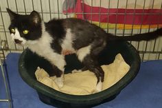 Die Fundkatze ist circa 10 Jahre alt und sehr zutraulich.