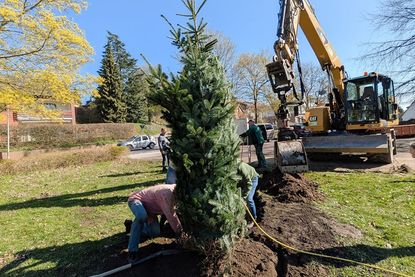 Der neue Tannenbaum wird mit Unterstützung des Baggers fachgerecht eingesetzt und ausgerichtet.