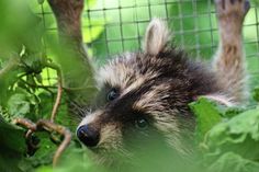 Mit den dunkel gefärbten Fellstellen rund um die Augen sieht der Kleinbär wie ein putziger „Panzerknacker“ aus.