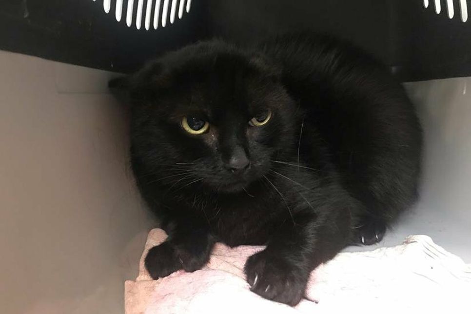 Diese Katze sucht ihren Besitzer.