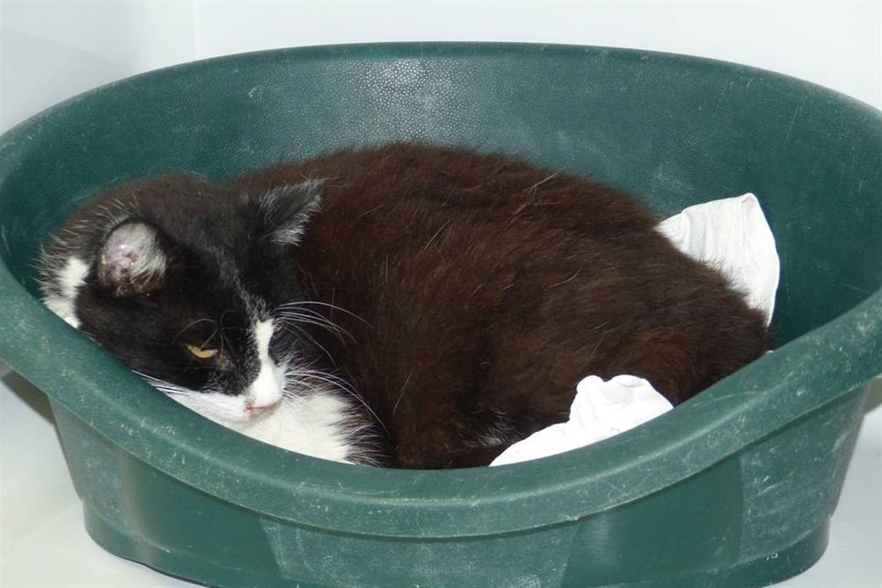 Wer diesen Kater vermisst, meldet sich bitte im Eutiner Tierheim unter Tel. 04521/73644.