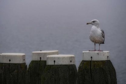 Auf Beobachtungsposten - das Foto schickte uns Achim Otto.