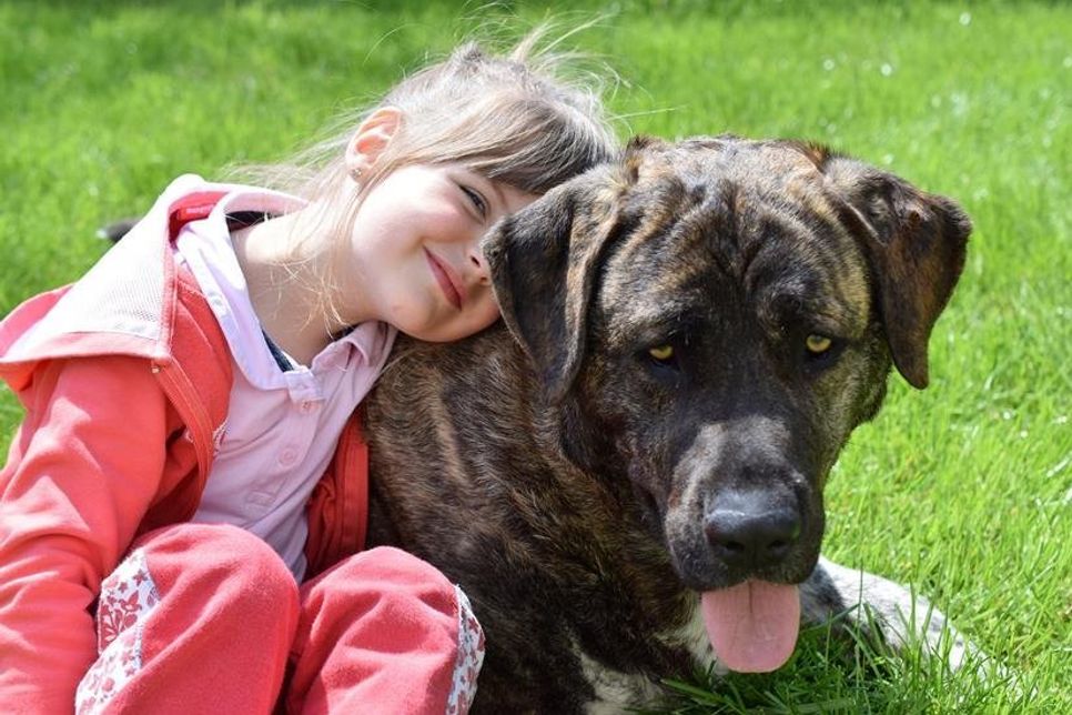 In der Regel zeigt ein Hund Warn- und Drohverhalten, bevor er zubeißt.