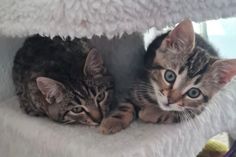 Skadi und Billy auf der Suche nach einem gemeinsamen Zuhause.