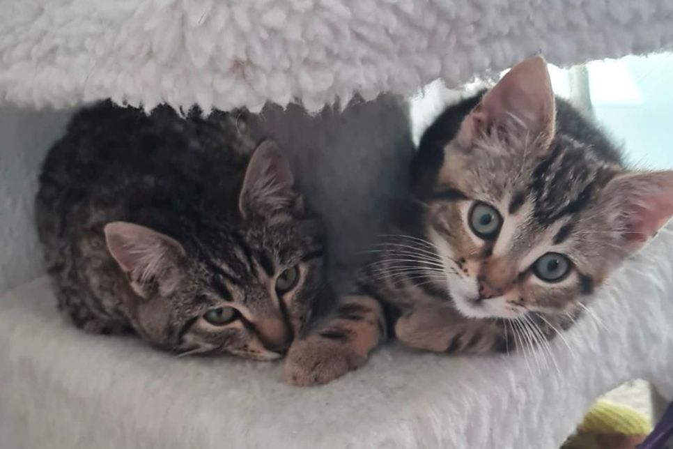 Skadi und Billy auf der Suche nach einem gemeinsamen Zuhause.