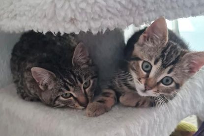 Skadi und Billy auf der Suche nach einem gemeinsamen Zuhause.