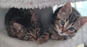 Skadi und Billy auf der Suche nach einem gemeinsamen Zuhause.