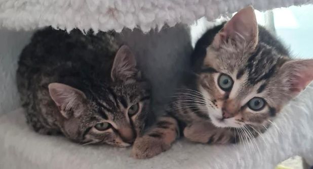 Skadi und Billy auf der Suche nach einem gemeinsamen Zuhause.