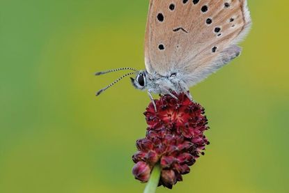 Der Helle Wiesenknopf Ameisenbläuling ist in seiner Existenz auf die Bestände des Großen Wiesenknopfes angewiesen. Foto: Loki Schmidt Stiftung/ Rollett-Vlcek
