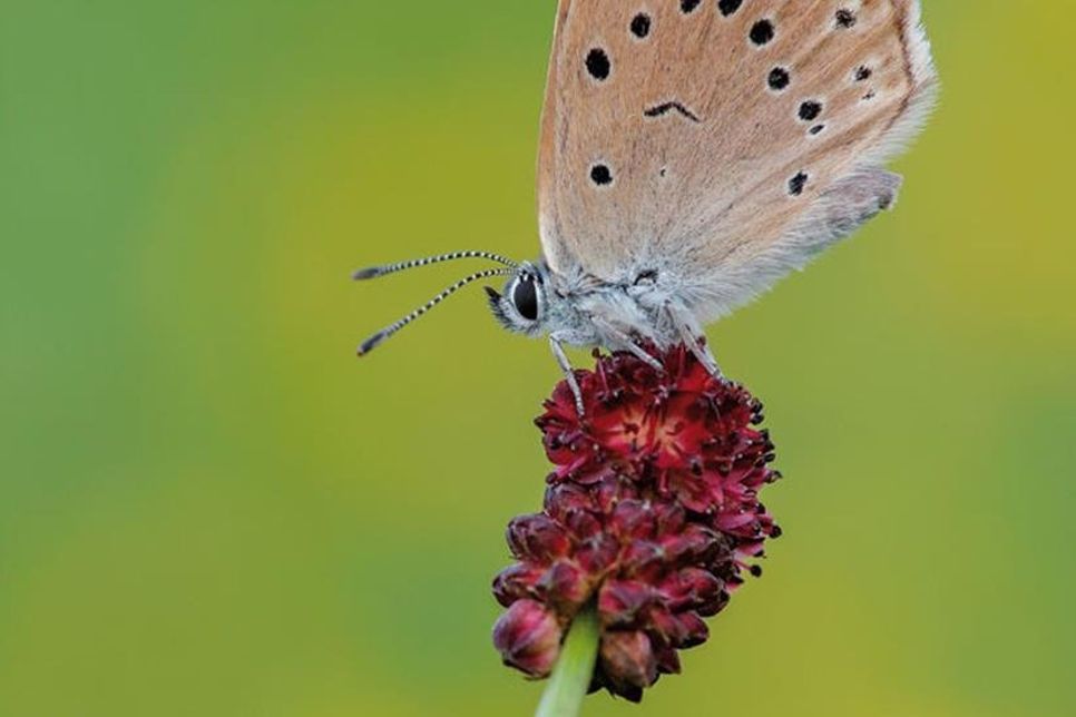Der Helle Wiesenknopf Ameisenbläuling ist in seiner Existenz auf die Bestände des Großen Wiesenknopfes angewiesen. Foto: Loki Schmidt Stiftung/ Rollett-Vlcek
