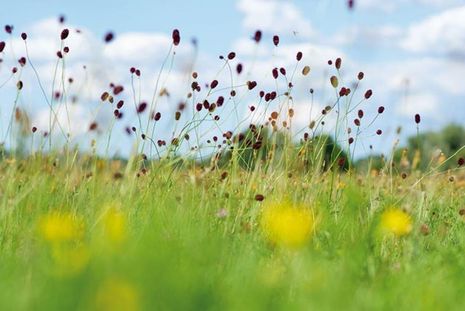 Auf extensiv bewirtschafteten Wiesen mit frischen Böden gedeiht der seltene gewordene Wiesenknopf. Foto: Loki Schmidt Stiftung/ Denstorf