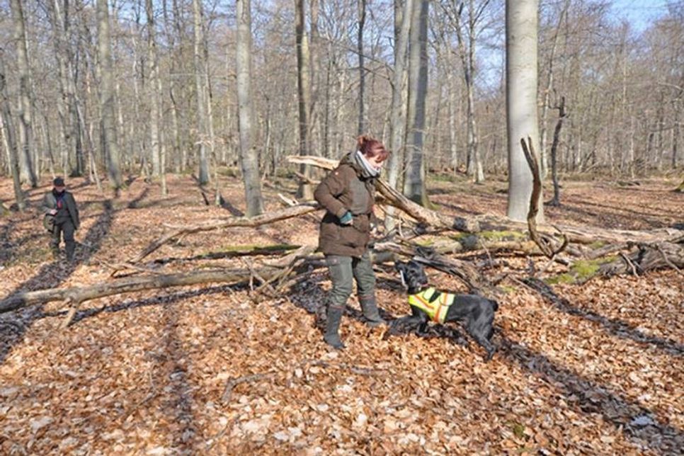Das Photo zeigt Alexandra Bohlmann, welche von ihrer 8-jährigen Labradorhündin Kite (mit Bringsel im Fang) an das deponierte Stück Schwarzwild-Schwarte geführt wurde