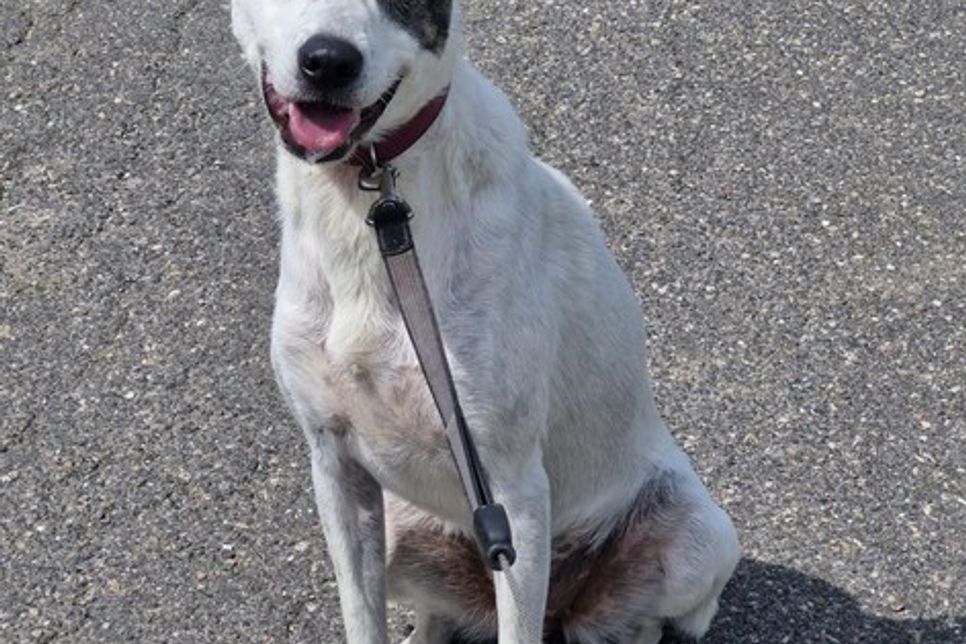 „Jani“ liebt ihre Menschen mit einer tiefen Loyalität, aber sie duldet niemanden sonst in ihrem Zuhause.