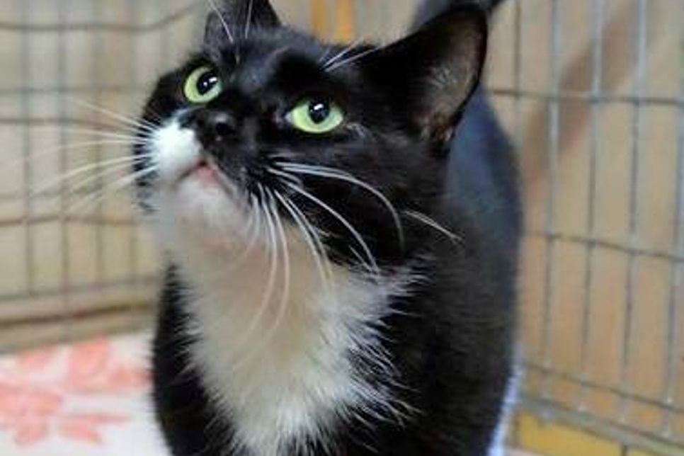 „Piwi“ ist eine junge, freundliche, schwarz-weiße Katze, die sucht ein neues Zuhause sucht. Bei Interesse bitte Kontakt zur Tierhilfe OH unter der Tel. 04561/16267 aufnehmen. (red)