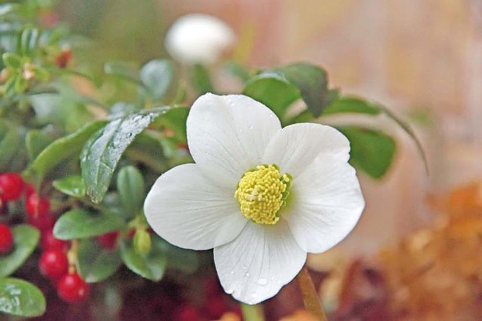 Ein Klassiker zu Weihnachten: die Christrose (Helleborus niger).