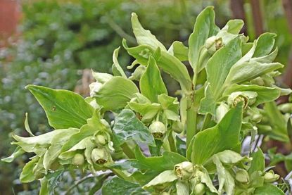 Sie ist häufig relativ kurzlebig, die hellgrüne Schönheit unter den Helleborus-Arten, doch am geeigneten Standort tauchen in der Nähe zuverlässig Sämlinge von Helleborus foetidus auf. Nur die kleinen Jungpflanzen können noch gut verpflanzt werden.