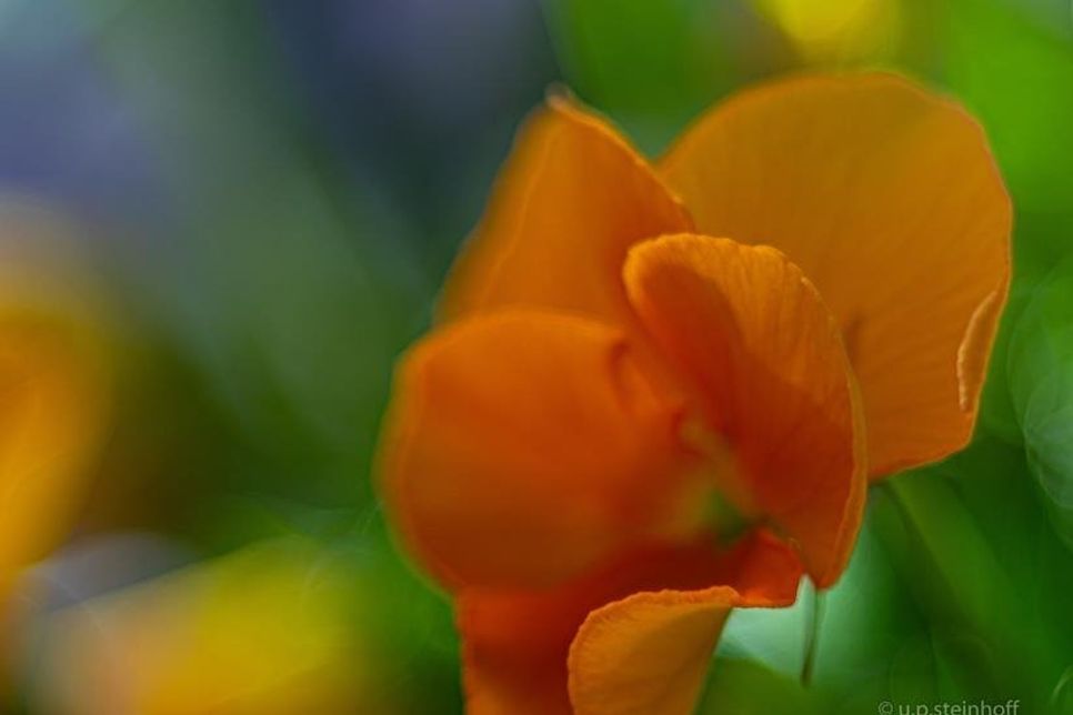 Ulrike Steinhoff fand ihre Fotomotive im Garten, am Straßenrand oder auch an der Ostseeküste.