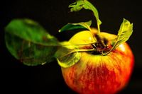 Ulrike Steinhoff fand ihre Fotomotive im Garten, am Straßenrand oder auch an der Ostseeküste.