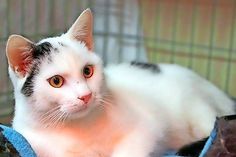 Dieser etwas zwei bis drei Jahre alte, schwarz-weiße Kater ist verschmust, kastriert, gechipt und sucht ein ganz liebevolles Zuhause.  Bei Interesse bitte mit der Tierhilfe Ostholstein unter Tel. 04561/16267 in Verbindung setzen. (red)