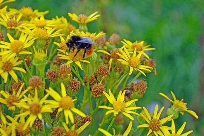 Für die bedrohten Insekten ist bis weit in den Herbst jede Blüte von Bedeutung.