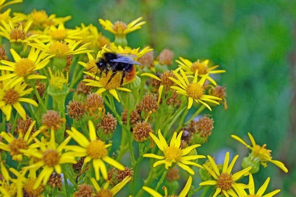 Für die bedrohten Insekten ist bis weit in den Herbst jede Blüte von Bedeutung.