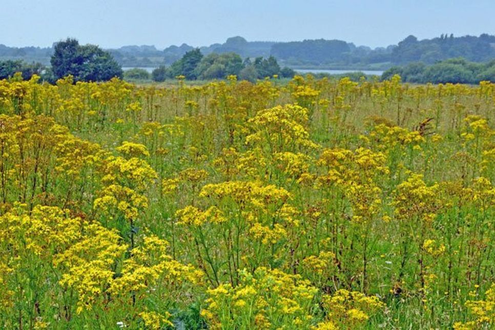 Blühende Wiesen wie in der Postseefeldmark gibt es nur noch selten.