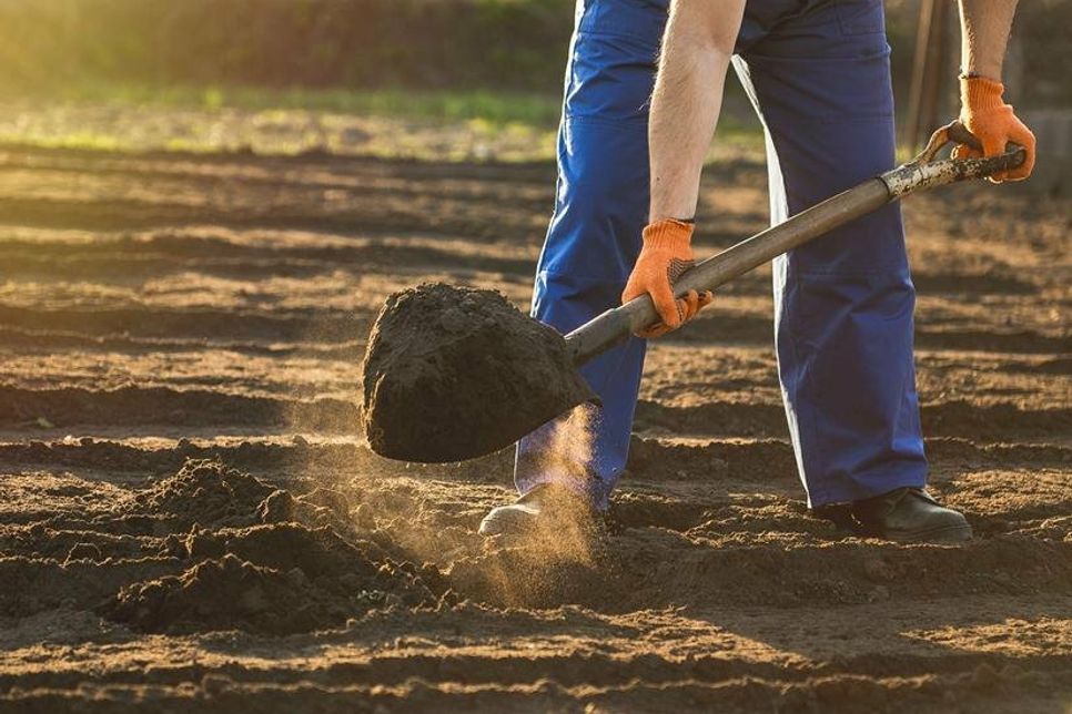 Um den Überblick beim Umgraben nicht zu verlieren, ist es sinnvoll, das Beet in mehrere Reihen einzuteilen. (Foto: stock.adobe.com)