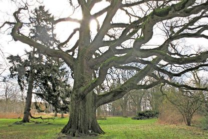 Bald wieder grün: Die imposante Eiche wartet auf den Frühling.