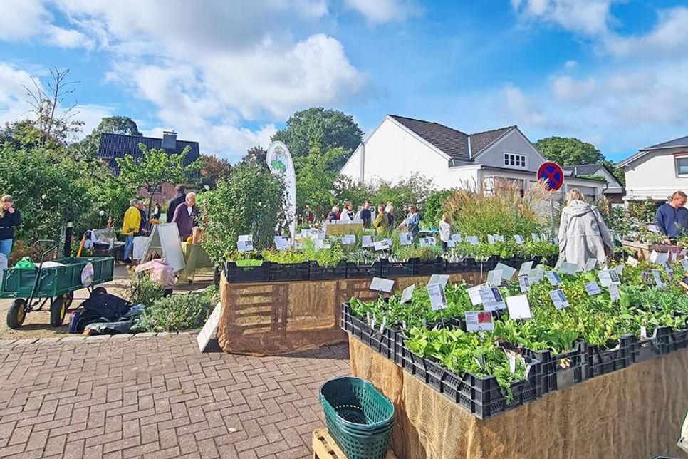 Der Dorfplatz verwandelt sich wieder in einen Pflanzenmarkt.
