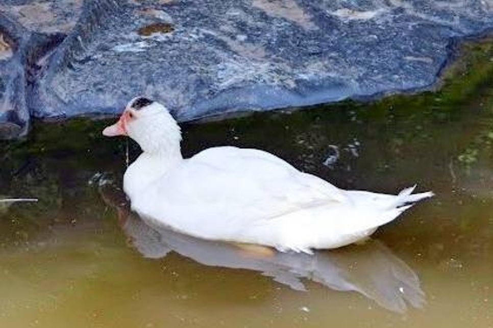 „Klecks“ ist eine weiße Hausente mit einem unverkennbarem schwarzen Fleck auf dem Kopf. Wer möchte ihr ein neues Zuhause geben? Bei Interesse bitte mit der Tierhilfe Ostholstein in Verbindung setzen unter Tel. 04561/16267. (red)