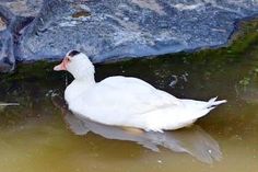 „Klecks“ ist eine weiße Hausente mit einem unverkennbarem schwarzen Fleck auf dem Kopf. Wer möchte ihr ein neues Zuhause geben? Bei Interesse bitte mit der Tierhilfe Ostholstein in Verbindung setzen unter Tel. 04561/16267. (red)