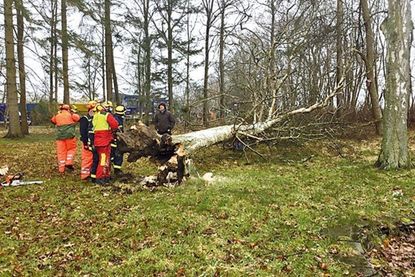 Das THW fällte eine entwurzelte Birke.