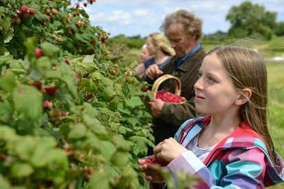 Egal ob pur, im Obstsalat, auf Torten oder als Marmelade - die köstlichen Himbeeren vom Obsthof Schneekloth sind vielfältig genießbar. Mit ihnen begann der Erfolg des Obsthofes.