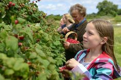 Egal ob pur, im Obstsalat, auf Torten oder als Marmelade - die köstlichen Himbeeren vom Obsthof Schneekloth sind vielfältig genießbar. Mit ihnen begann der Erfolg des Obsthofes.