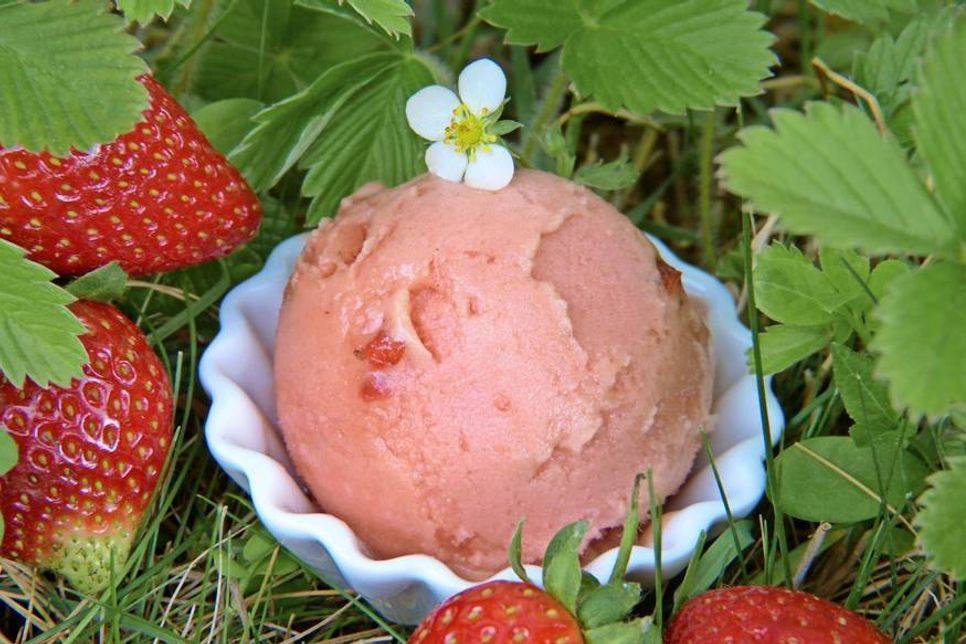 Ob als fruchtiges Dessert oder erfrischender Snack - das selbst gemachte Erdbeereis schmeckt immer.