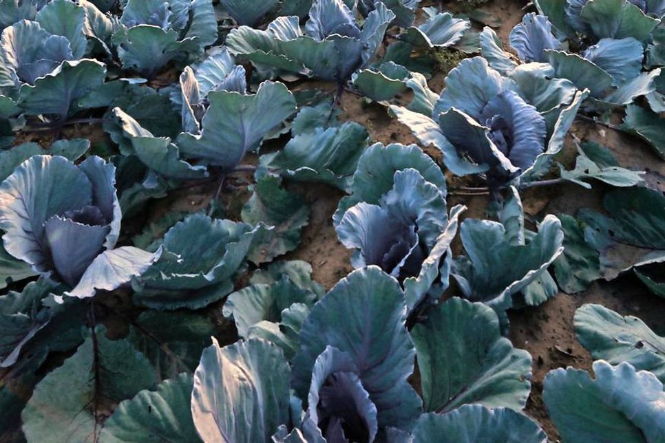 Superfood aus heimischen Landen: Kohlgemüse punktet mit einem hohen Gehalt an Vitaminen und Mineralstoffen. Foto: djd/www.iglo.de.