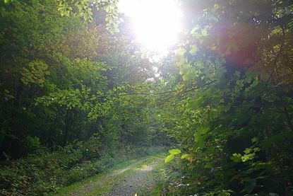 Der kleine Rundweg führt durch den Wald.